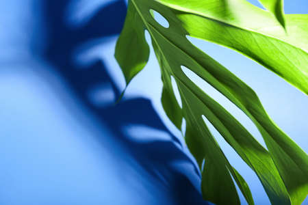 Fresh tropical palm leaf on color background, closeup