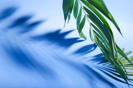 Fresh tropical palm leaf on color background, closeupの写真素材