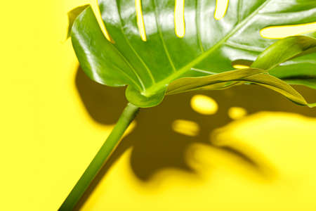 Fresh tropical palm leaf on color background, closeup