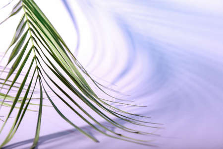 Fresh tropical palm leaf on color background, closeup