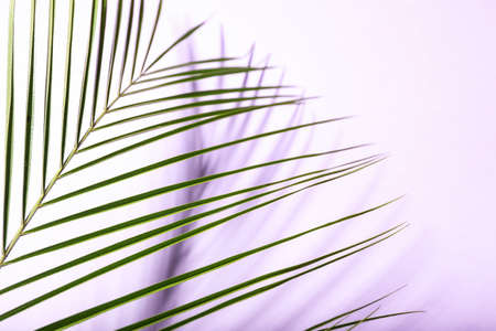 Fresh tropical palm leaf on color background, closeupの写真素材