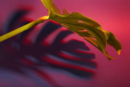 Fresh tropical palm leaf on dark color background