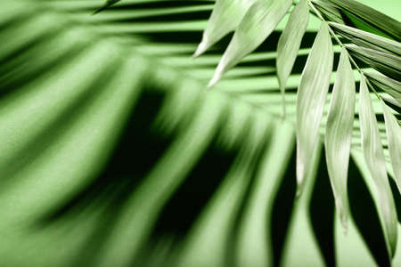 Fresh tropical palm leaf on color background, closeup