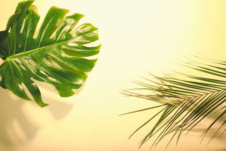 Fresh tropical palm leaves on color background, closeupの写真素材