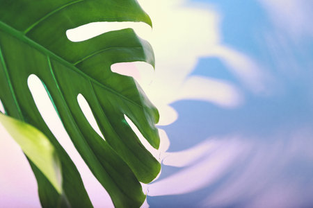 Fresh tropical palm leaf on color background, closeupの写真素材