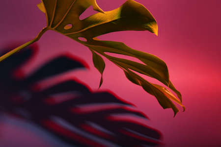 Fresh tropical palm leaf on dark color background, closeup