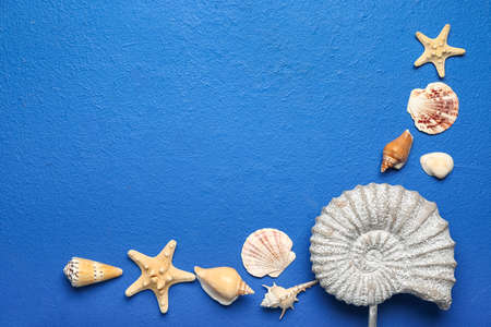 Sea shells on color background