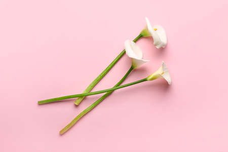 Beautiful calla lilies on color background