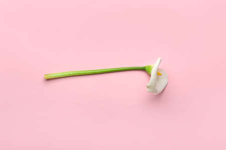 beautiful calla lily on color backgroundの写真素材