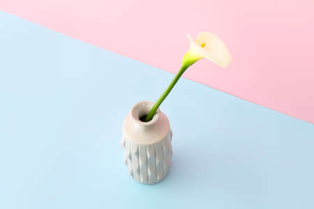 Vase with beautiful calla lily on color backgroundの写真素材