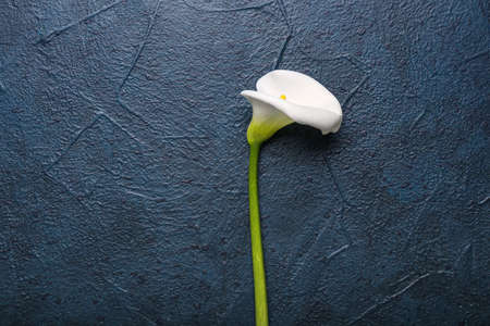 beautiful calla lily on dark background