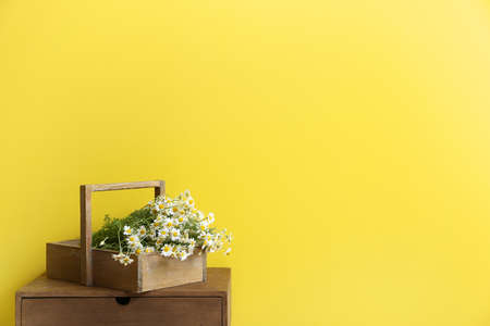Box with chamomiles on table near color wallの写真素材