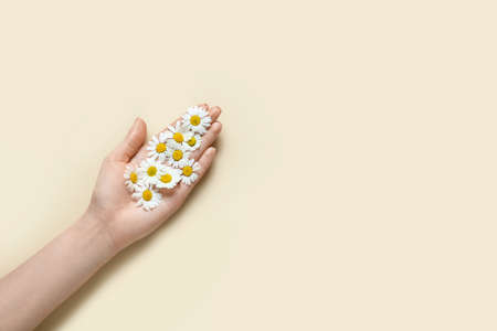 Female hand with chamomile flowers on color backgroundの写真素材