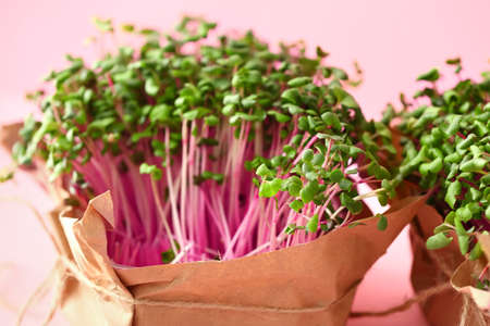 Fresh organic micro green on pink background, closeupの写真素材
