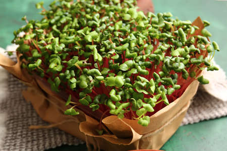 Fresh organic microgreen on color background, closeup