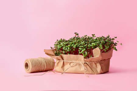Fresh micro green and rope on color background