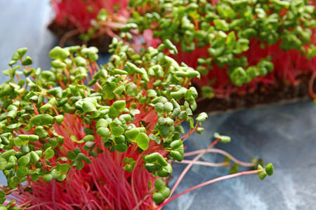 Fresh organic micro green on blue background, closeupの写真素材