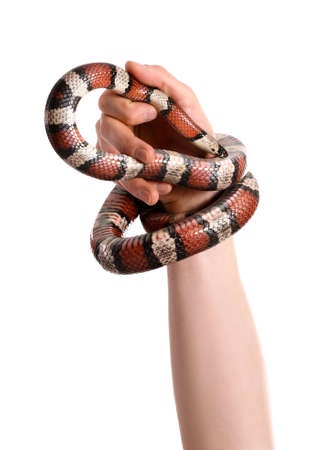 Hand of owner with red king snake on white background