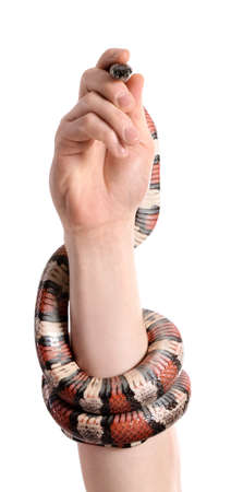Hand of owner with red king snake on white background