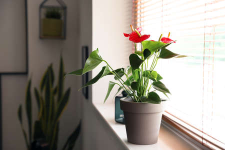 Beautiful Anthurium flower in pot on windowsillの写真素材