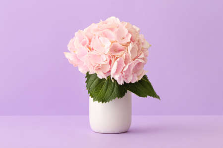 Vase with beautiful hydrangea flowers on color backgroundの写真素材