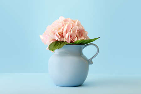 Vase with beautiful hydrangea flowers on color background