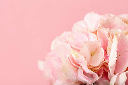 Beautiful hydrangea flowers on color background, closeupの写真素材