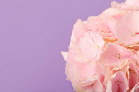 Beautiful hydrangea flowers on color background, closeupの写真素材