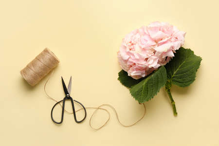 Beautiful hydrangea flowers, rope and scissors on color backgroundの写真素材