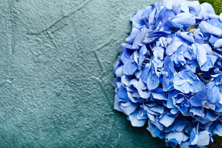 Beautiful hydrangea flowers on color background, closeupの写真素材