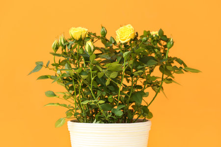 Beautiful yellow roses in pot on color backgroundの写真素材