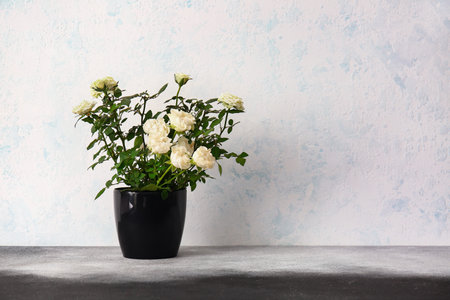 Beautiful white roses in pot on light backgroundの写真素材