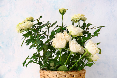 Beautiful white roses in pot on light backgroundの写真素材