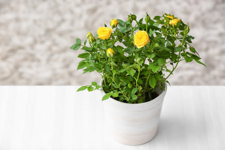 Beautiful yellow roses in pot on table at homeの写真素材