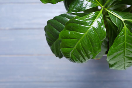 Beautiful coffee tree on color wooden background, closeupの写真素材