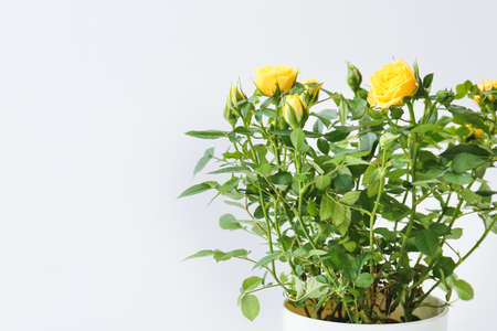 Beautiful yellow roses in pot on light backgroundの写真素材