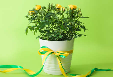 Beautiful yellow roses in pot on color backgroundの写真素材