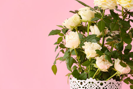 Beautiful white roses in pot on color background, closeupの写真素材