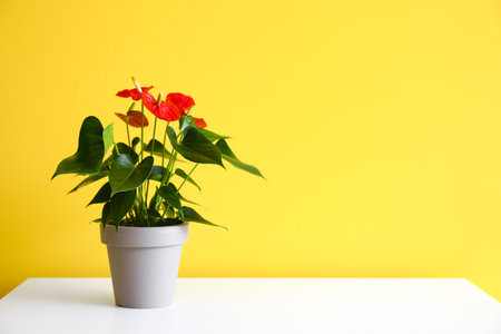 Anthurium flower on white table near yellow wallの写真素材