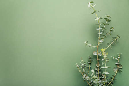 Fresh eucalyptus branch on green background, closeupの写真素材