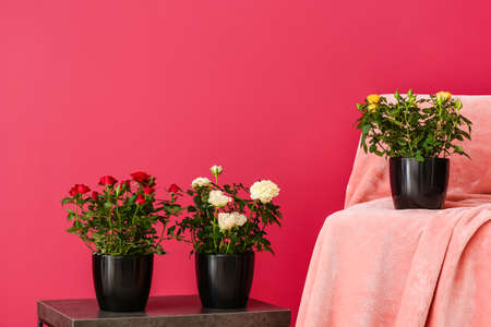 Beautiful roses in pots on table and chair near color wallの写真素材