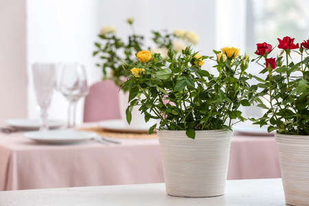 Beautiful roses in pots on table in kitchen