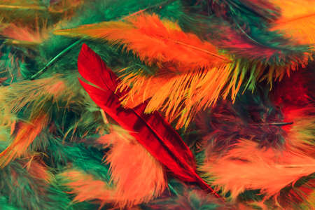Beautiful soft feathers as backgroundの写真素材