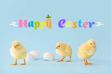 Easter greeting card with fluffy chickensの写真素材
