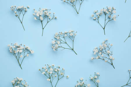 Beautiful gypsophila flowers on blue backgroundの写真素材