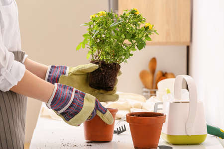woman repotting rose at home