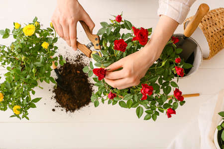 woman repotting rose at homeの写真素材