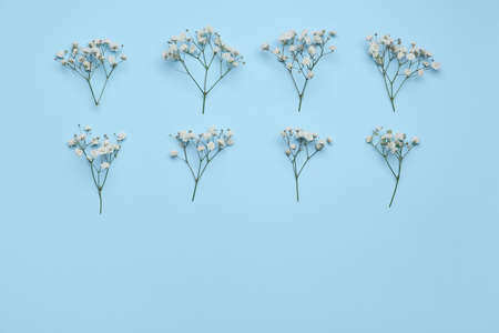 Beautiful gypsophila flowers on blue background