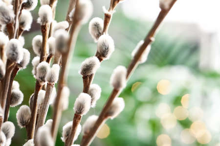 Beautiful willow branches on blurred background, closeupの写真素材