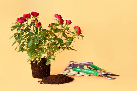 Rose plant, soil and gardening tools on color background